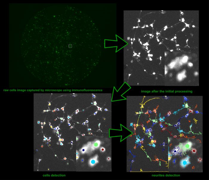 determine cell viability